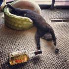 Прикрепленное изображение: 46e1338b89f4823435b4aee83d9dc2bd.jpg