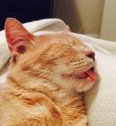 Прикрепленное изображение: 1681277106_belon-club-p-prikolnii-rizhii-kot-instagram-18.jpg