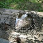 Прикрепленное изображение: Кошка в колючей проволоке.jpg