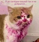 Прикрепленное изображение: котик и шуба.jpg