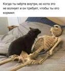 Прикрепленное изображение: Кота не волнует.jpg