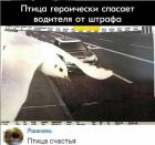 Прикрепленное изображение: Птица счастья.jpg