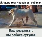 Прикрепленное изображение: Тест на собаку.jpg