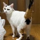 Прикрепленное изображение: Кошка Деда.jpg