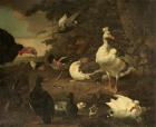 Прикрепленное изображение: Melchior_de_Hondecoeter_(1636-1695)_-_Turkey,_Geese,_a_Shelduck,_and_Other_Fowl,_in_a_Landscape_with_a_Stream_-_453731_-_National_Trust.jpg