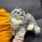 Прикрепленное изображение: Tg8QITCYGqA.jpg