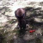 Прикрепленное изображение: 11249812_368170756711063_1679688311_n.jpg