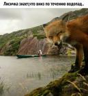 Прикрепленное изображение: Лисичка знает.jpg