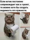 Прикрепленное изображение: Котик и туалет.jpg