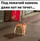 Прикрепленное изображение: Под лежачий камень.jpg
