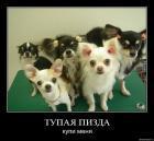 Прикрепленное изображение: Tp_dogs.jpg