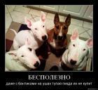 Прикрепленное изображение: nzinb5stfhck__1_.jpg