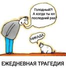 Прикрепленное изображение: Голодный котик.jpg