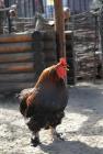 Прикрепленное изображение: gallus-gallus-domesticus_02.jpg