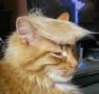 Прикрепленное изображение: eshhyo-7-zhiznej_14132.jpg