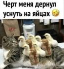 Прикрепленное изображение: Котик уснул на яйцах.jpg