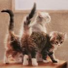 Прикрепленное изображение: Lee Mitchelson.jpg