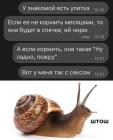 Прикрепленное изображение: Улитка и секс.jpg