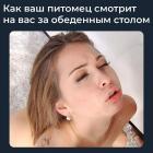 Прикрепленное изображение: Как ваш питомец смотрит на вас за обеденным столом.jpg