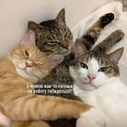 Прикрепленное изображение: Котикам мешают.jpg