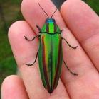 Прикрепленное изображение: Потолок 2.jpg