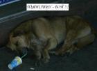Прикрепленное изображение: drunk_dog.JPG
